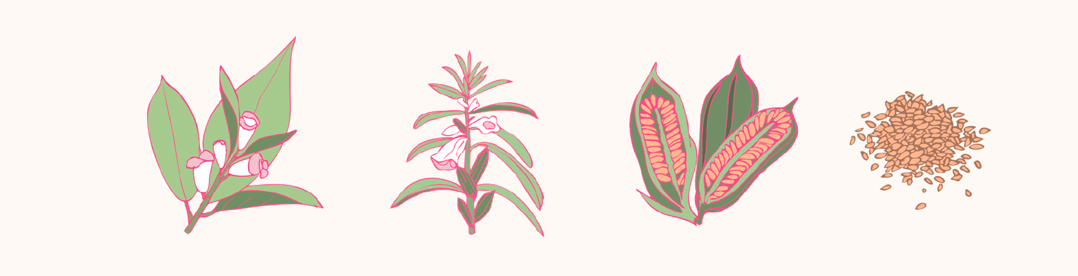Illustrations sésâme